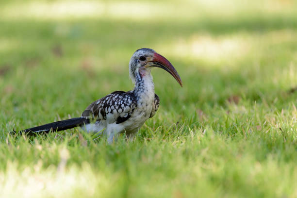 istock Yellow-billed Toko on the grass 1127827887
