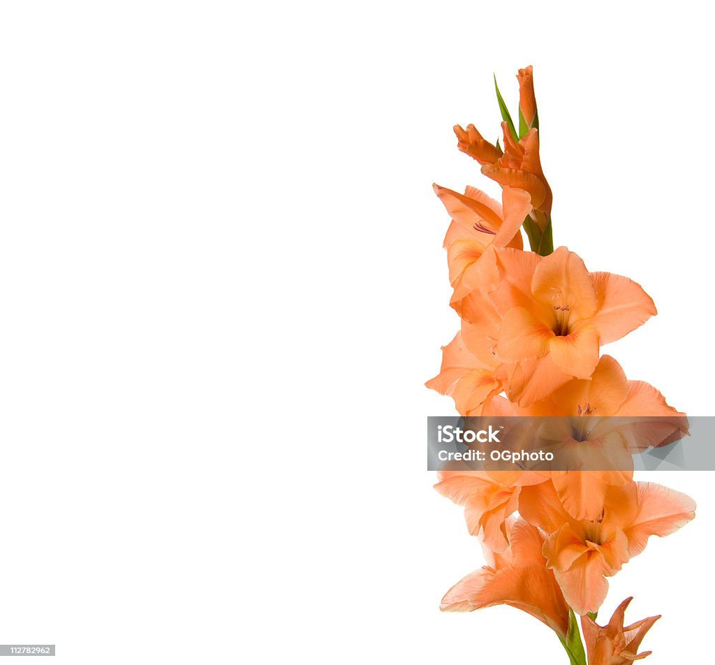 Gladiola flor - Foto de stock de Gladiolo libre de derechos