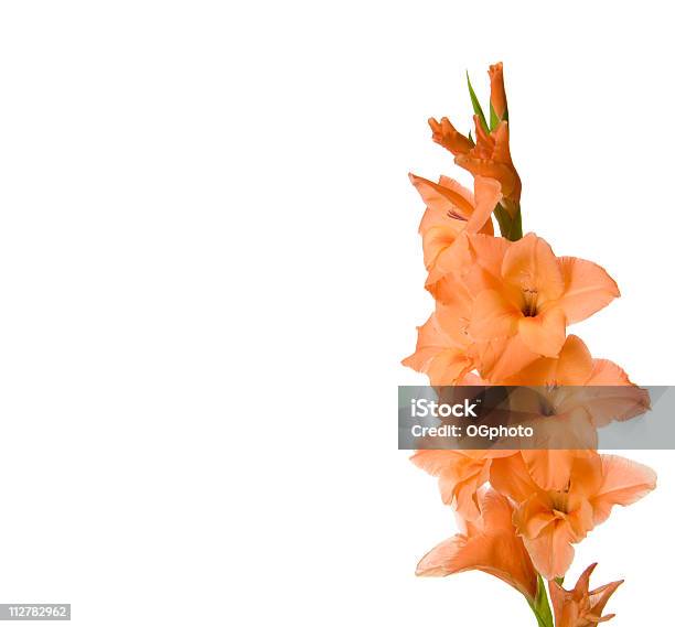 Photo libre de droit de Fleur Gladiola banque d'images et plus d'images libres de droit de Glaïeul - Glaïeul, Fleur - Flore, Orange - Couleur