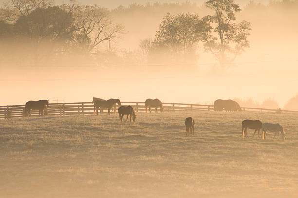 istock Horses in the early morning mist 112783057