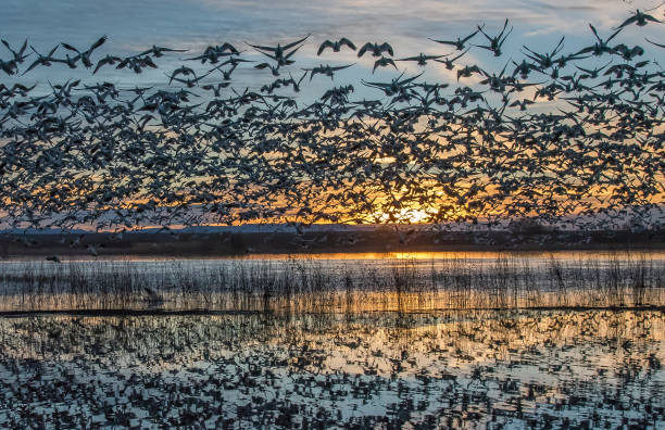 istock Sunrise as flocks of snow geese fly 1127830803