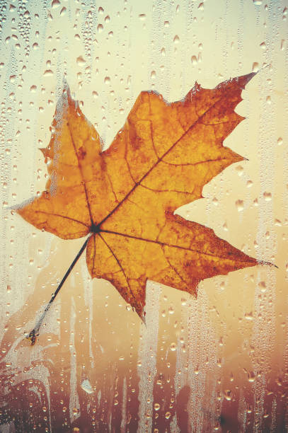 istock Autumn leaves. Selective focus. flora and fauna. 1127831537