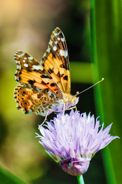 istock Butterfly on a flower. Selective focus. nature. 1127831542