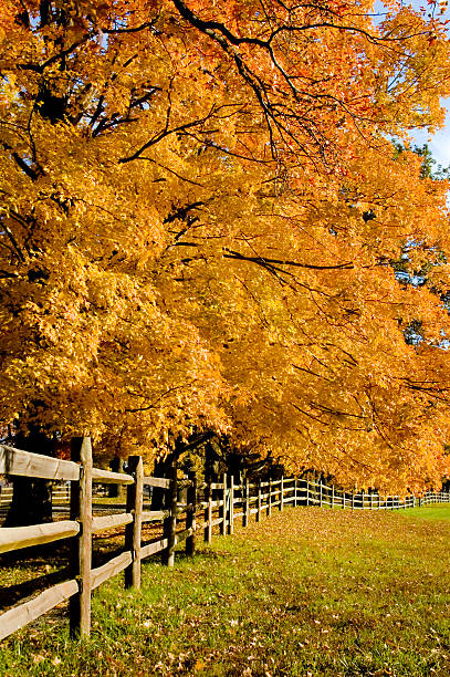 istock Autumn trees along fence 112783191