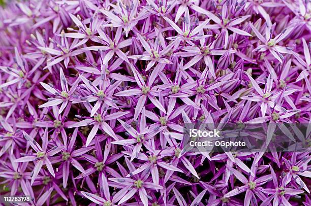 Flower Head Of An Allium Stock Photo - Download Image Now - Allium Flower, Backgrounds, Beauty In Nature