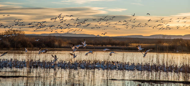 istock Sandhills and Snow geese at sunrise 1127832023