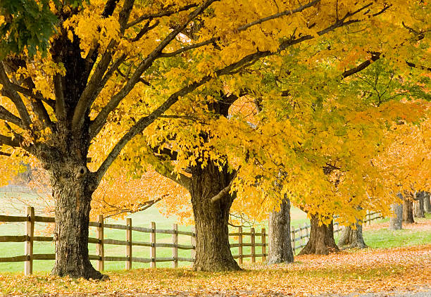 istock Autumn trees along wooden fence 112783208