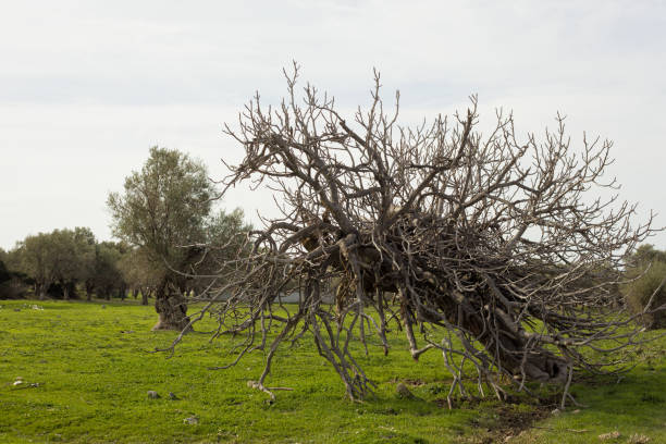 乾燥した古いイチジクの木 - olive tree tree root old ストックフォトと画像