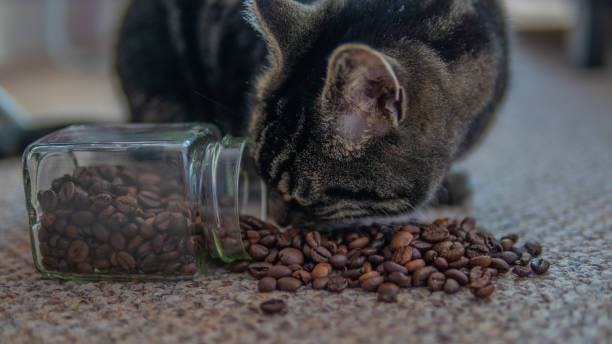 istock Close up of a cute tabby cat 1127832767