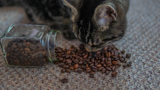 istock Close up of a cute tabby cat 1127832794