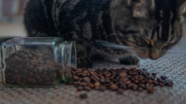 istock Close up of a cute tabby cat 1127832805