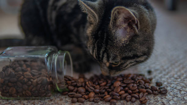 istock Close up of a cute tabby cat 1127832838