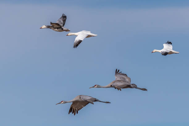 istock Snadhills and Snow Geese fly together 1127833543