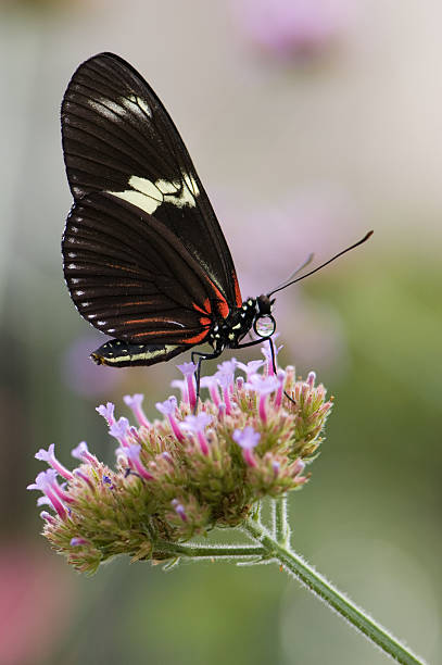 istock Butterfly on pink flower. 112783359