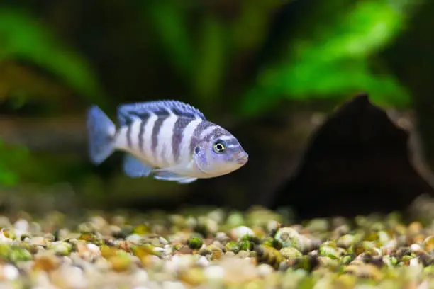 Kenyi cichlid Maylandia lombardoi aquarium fish