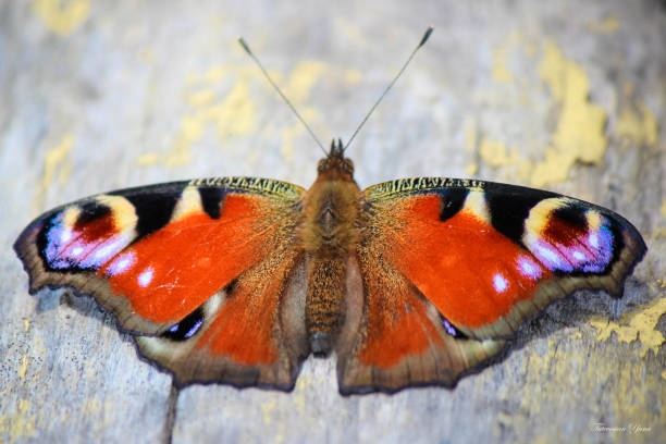 istock Butterfly on a flower. Selective focus. nature. 1127833664