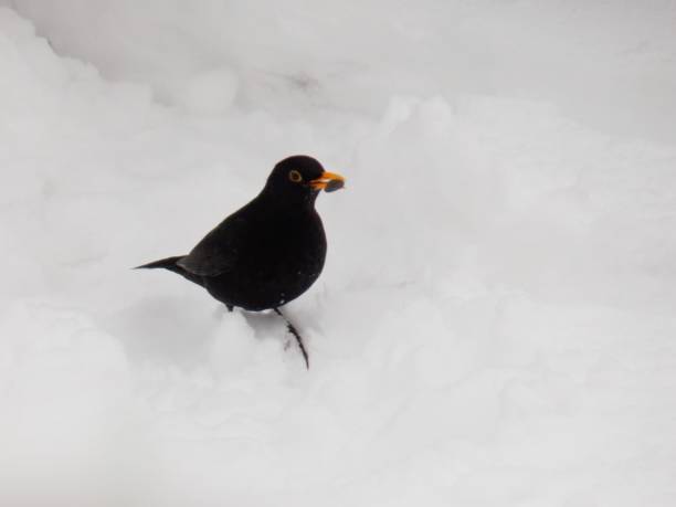 istock black bird in the snow 1127833751