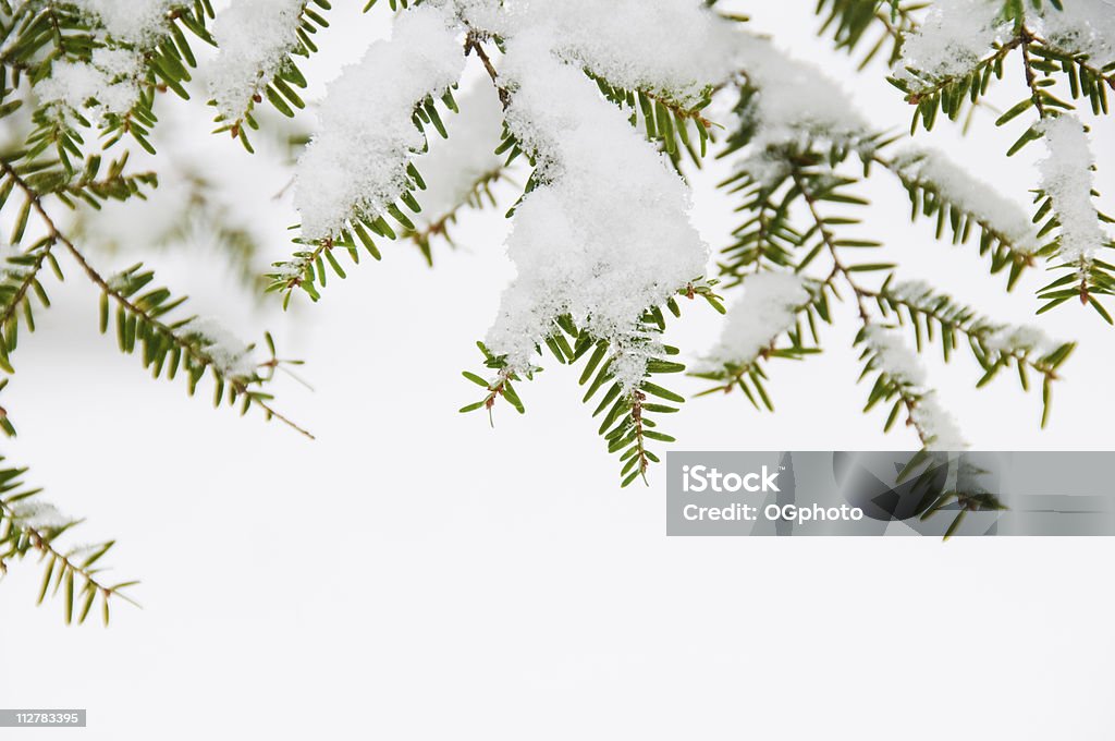 Close-up di natura foglie nella neve - Foto stock royalty-free di Abete