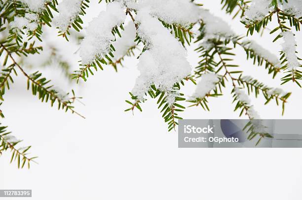 Zbliżenie Evergreen Liście W Śniegu - zdjęcia stockowe i więcej obrazów Bez ludzi - Bez ludzi, Biały, Bliskie zbliżenie