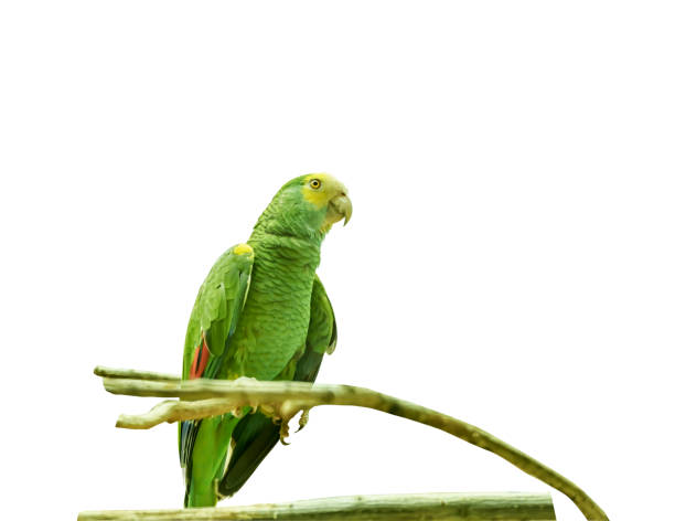 istock Yellow-shouldered amazon, Amazona barbadensis, yellow-shouldered parrot. Exotic Tropical Bird. Close up Isolated 1127835130