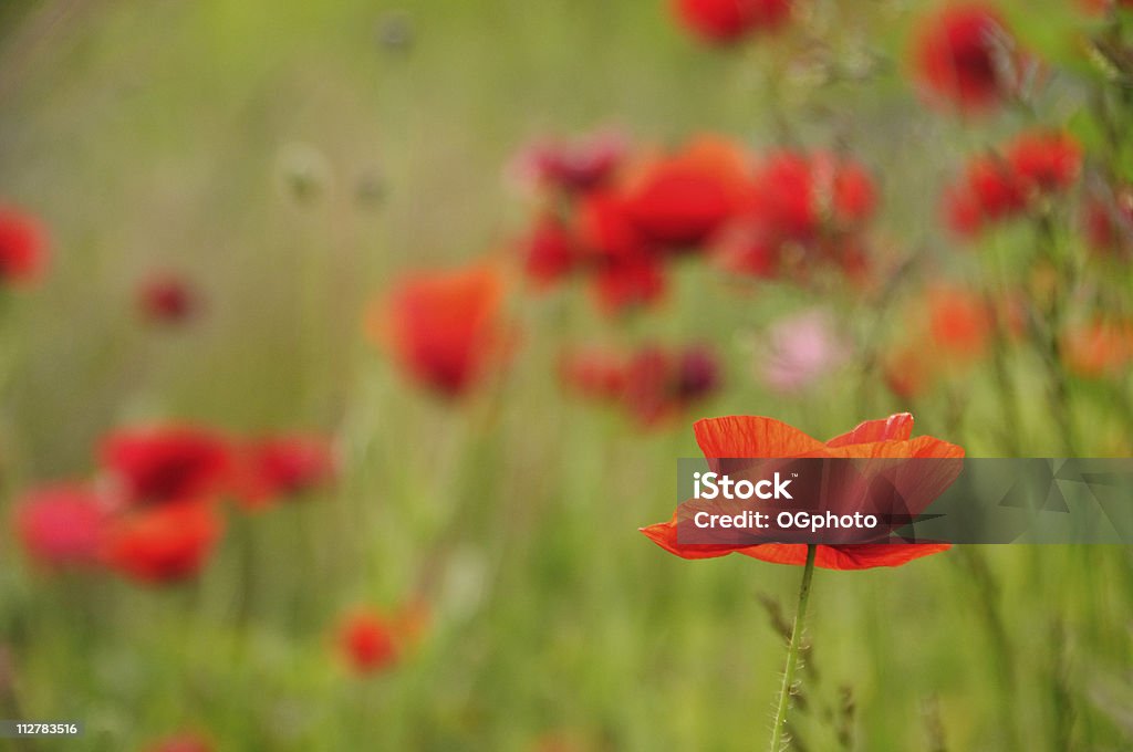 Red poppies  Agricultural Field Stock Photo