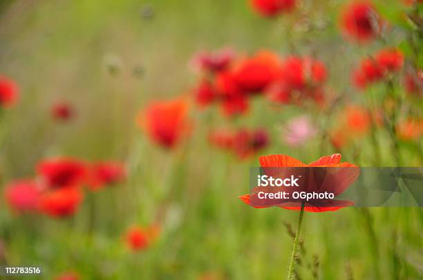 Red Poppies Stock Photo - Download Image Now - Agricultural Field, Backgrounds, Beauty In Nature