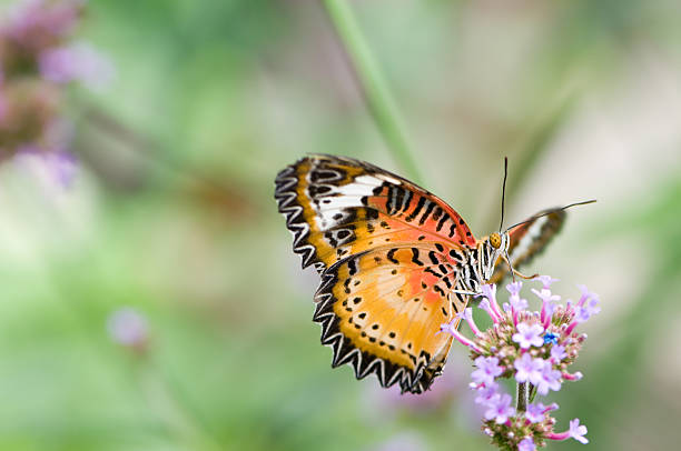 istock Malay lacewing butterfly on a flower. Cethosia hypsea 112783587