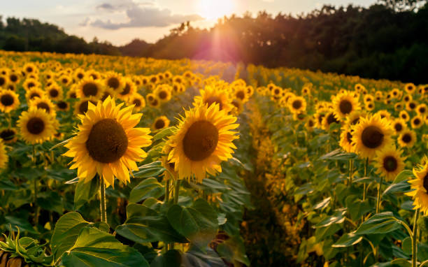 istock Sunflowers flowers 1127836525