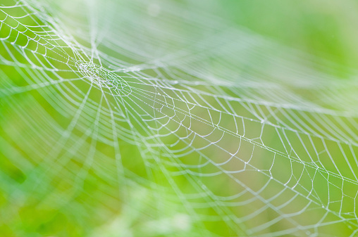 Very selective focus of a spider web covered with beads of morning dew against  an out of focus green background.