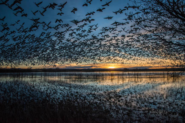 istock Sunrise as flocks of snow geese fly 1127836660