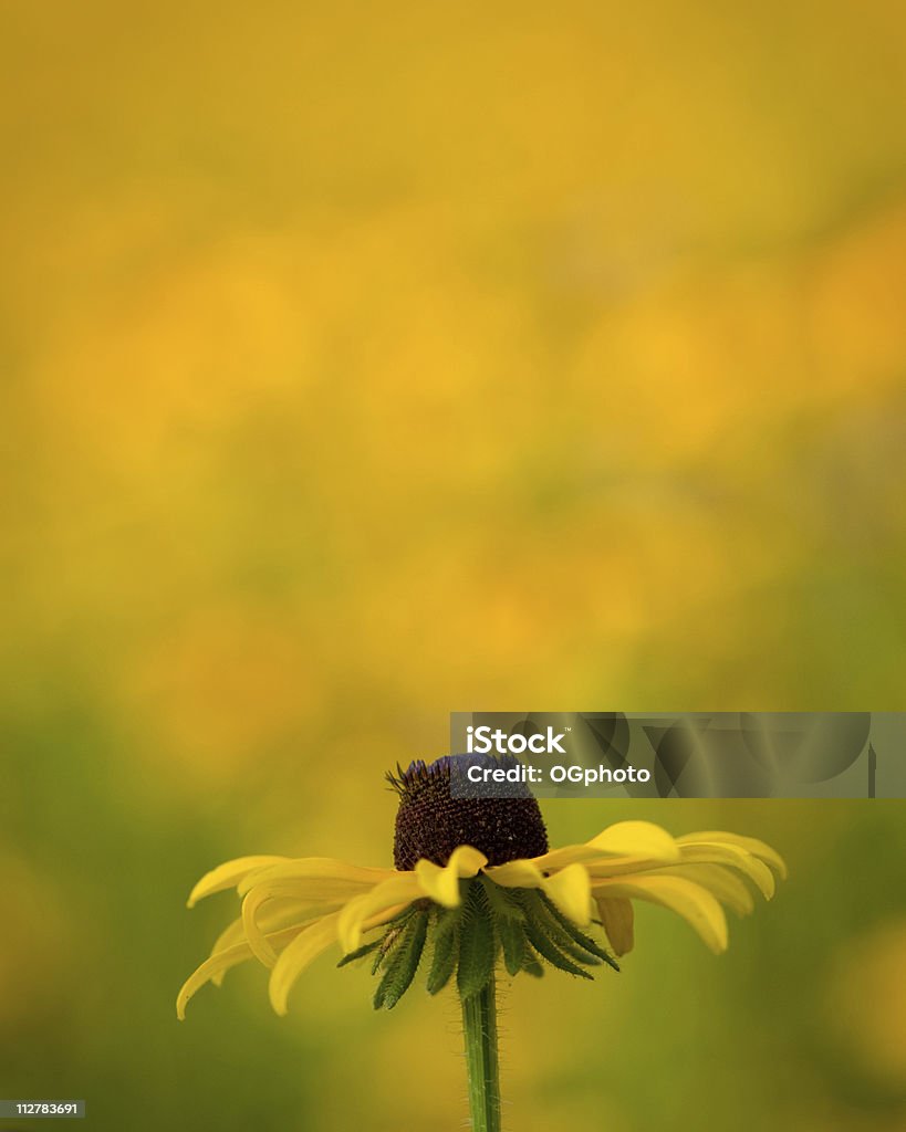 Flower in a field of wildflowers  Agricultural Field Stock Photo