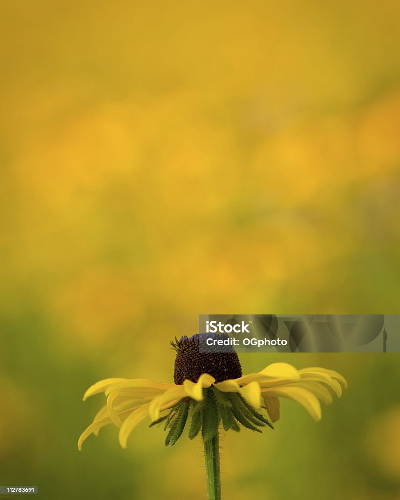Flores em um campo de flores silvestres - Foto de stock de Amarelo royalty-free
