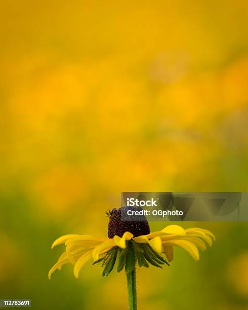 Foto de Flores Em Um Campo De Flores Silvestres e mais fotos de stock de Amarelo - Amarelo, Beleza natural - Natureza, Cabeça da flor