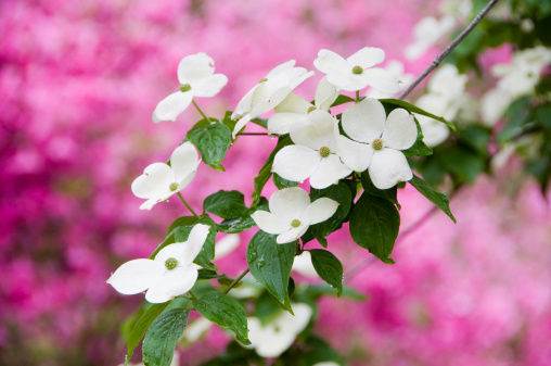 Cornejo florido en la primavera. photo