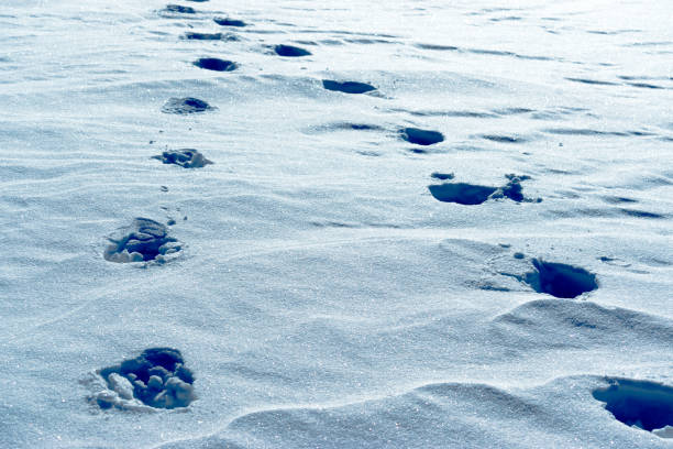 istock Human footprints in a light blue snow. winter landscape 1127837522