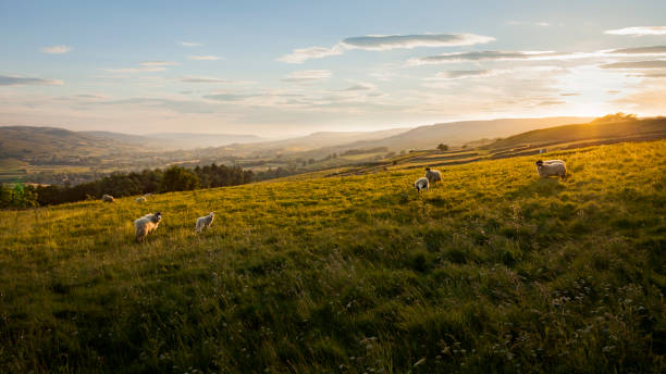 ウェンズリーデール ノース ・ ヨークシャーの askrigg の夕日 - wensleydale ストックフォトと画像