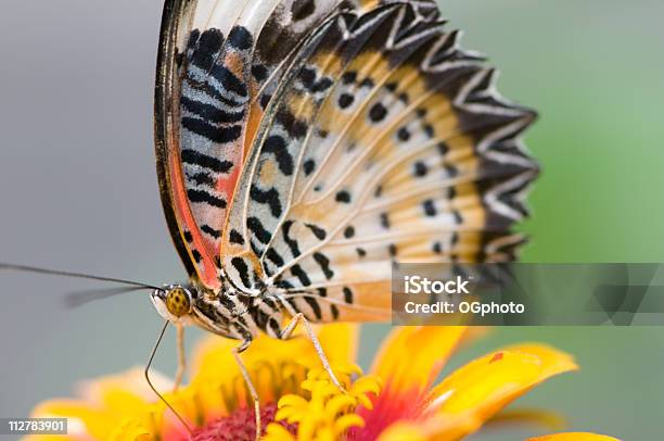 Малайский Lacewing Бабочка На Красочный Цветок — стоковые фотографии и другие картинки Бабочка - Бабочка, Дождевой лес, Белый