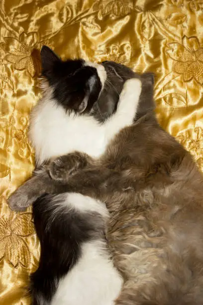 Photo of The game of a black and white kitten with a gray cat