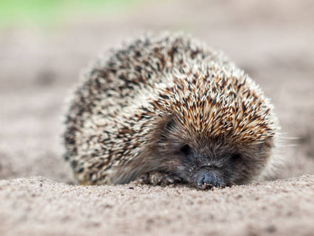 istock Hedgehog close up in natural conditions 1127839104