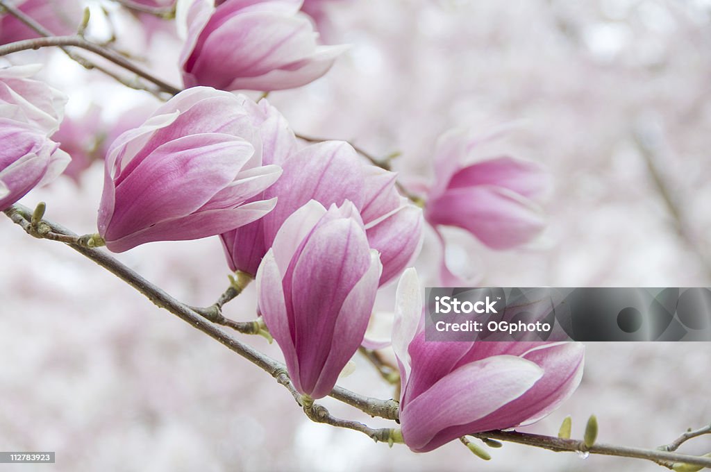 Rosa flor de magnolia - Foto de stock de Árbol tulipán libre de derechos