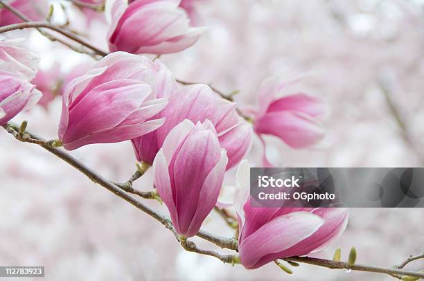 Rosa Flor De Magnolia Foto de stock y más banco de imágenes de Árbol tulipán - Árbol tulipán, Atestado, Belleza de la naturaleza