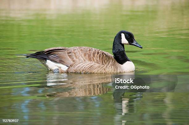 Photo libre de droit de Bernache Du Canada Branta Canadensis Natation Dans Un Bassin banque d'images et plus d'images libres de droit de Bernache du Canada