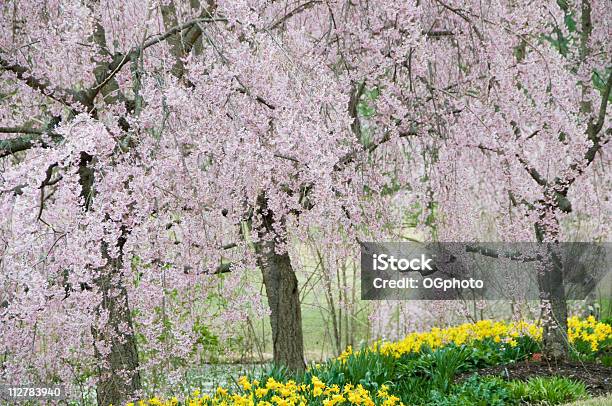 Japanische Kirschbäume Stockfoto und mehr Bilder von Kirschbaum - Kirschbaum, Baum, Baumblüte