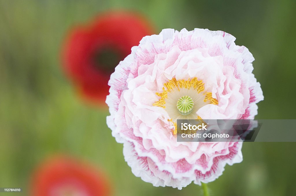 Pink Poppy  Agricultural Field Stock Photo