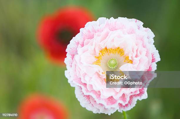 Pink Poppy Stock Photo - Download Image Now - Agricultural Field, Backgrounds, Beauty In Nature