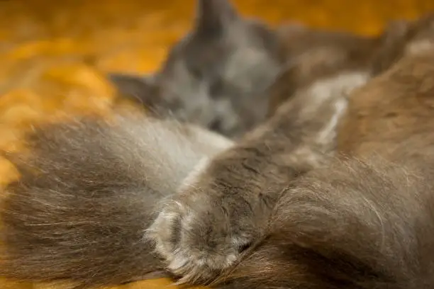 Photo of Gray kitten, the cat lying, relaxing