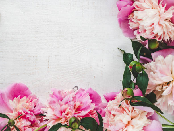 istock Peonies, space for your inscriptions on a white background 1127840654