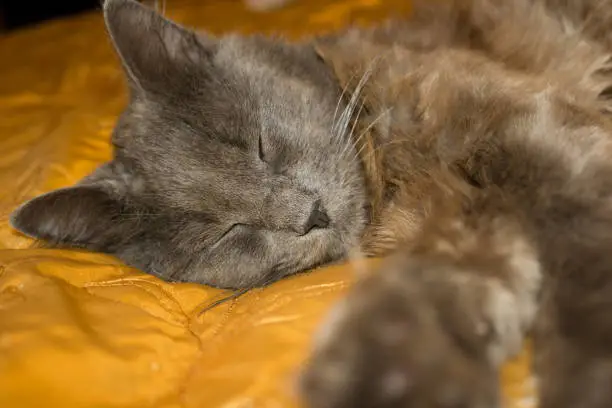 Photo of Gray kitten, the cat lying, relaxing