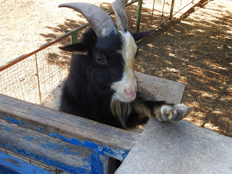 goat in the park ,Agadir , Morocco
