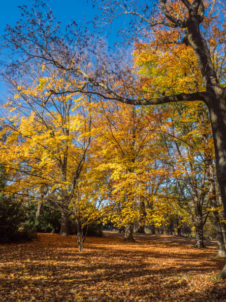 istock Beautiful sunny autumn 1127844026